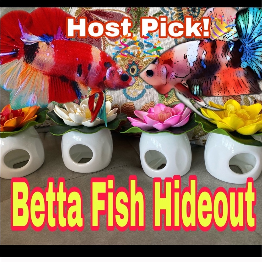 Betta Fish Floating (peek a boo) hideout